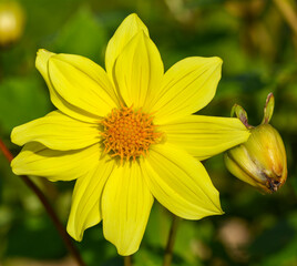 Dahlia