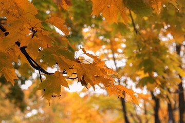 A closeup shot of orange maple leaves against foliage by autumn day