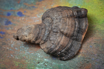 Forest mushrooms polypores - medicine plant