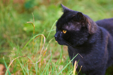 Black Cat Across Green Lawn on Hunt
