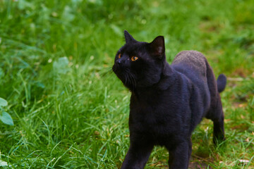 Black Cat Across Green Lawn on Hunt
