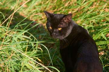 Black Cat Across Green Lawn on Hunt
