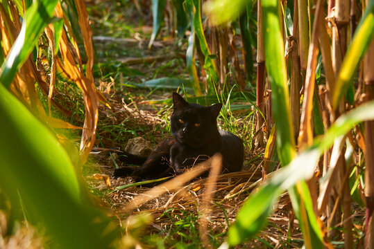 Resting black cat in a corn field