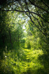 Fototapeta na wymiar A narrow path in the fairy forest