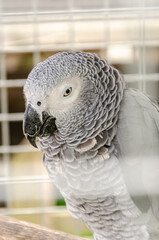 grey parrot