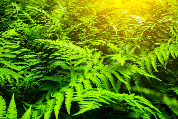 Fern growing in the forest. Green leaves of plants.