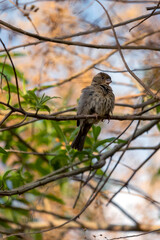 The plumage of the sparrow at the top of a tree. Bird lover. Species Passer domesticus. Animal world. Birdwatching.