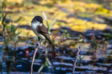 eastern phoebe