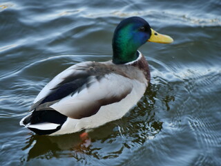 duck on the water