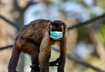 A cute capuchin monkey use a mask sitting on the branch. A funny little macaque looks aside....