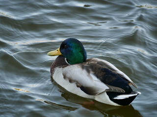 duck on the water