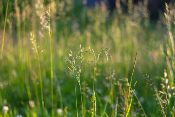 Summer meadow with green ears of grass flowers