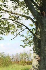 trees in the forest