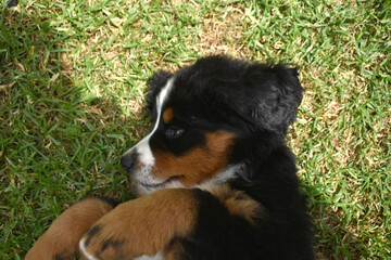 Beautiful Bernese 