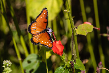 butterfly on a flower
