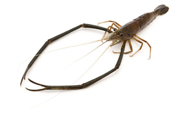 freshwater prawn isolated on white background