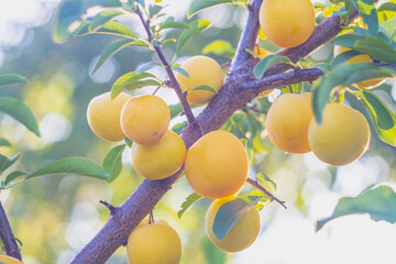 A yellow plum on a tree branch in the garden, a ripe sweet plum hanging on a branch in the orchard