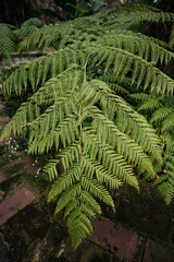 Close up of fern leaf, Polypodiopsida