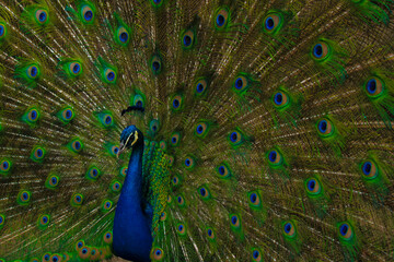 Naklejka premium peacock with feathers out