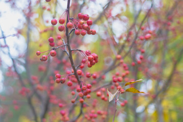 Red small fruits of a wild forest apple tree on a tree with fallen leaves in autumn