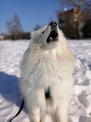 Naklejka premium dog in snow