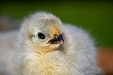 2 day old Lavender Pekin Bantam chickens
