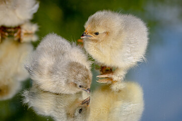 2 day old Lavender Pekin Bantam chickens