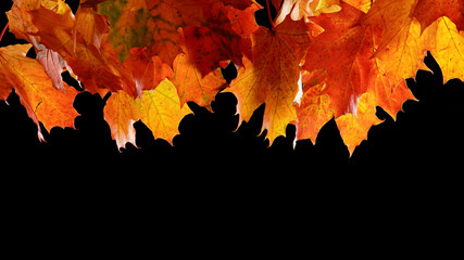 Falling autumn maple leaves isolated on black background.