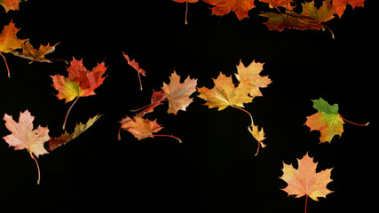 Falling autumn maple leaves isolated on black background.