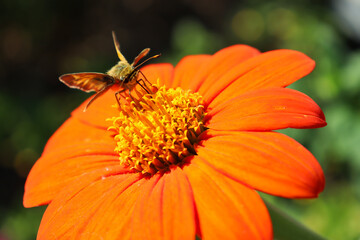 Closeup of sachem (Atalopedes campestris) perched on orange and yellow flower (possibly Mexican sunflower, Tithonia rotundifolia).