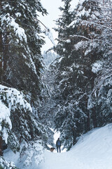 Man with a dog walking through a beautiful pine forest covered with snow. Beautiful winter day.