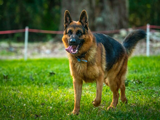 german shepherd dog running in the yard