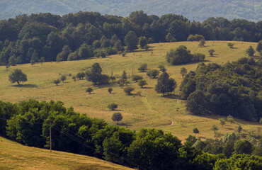 Widok oświetlonej polany z różnymi gatunkami drzew i zabudowaniami w ciepłych zielonych kolorach © Monika
