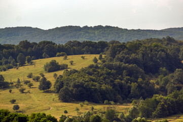 Fototapeta na wymiar Widok oświetlonej polany z różnymi gatunkami drzew i zabudowaniami w ciepłych zielonych kolorach 