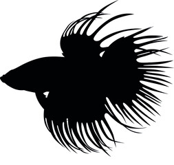 Betta splendens is a aquarium tropical fish, the Siamese fighting fish, is often referred to simply as a 