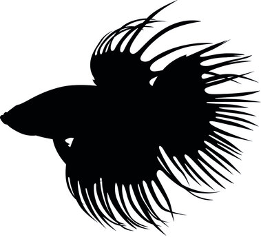 recommend clip art: Betta splendens is a aquarium tropical fish, the Siamese fighting fish, is often referred to simply as a "betta fish" Detailed realistic silhouette