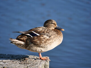 duck on the water