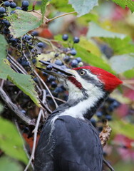 Grand pic, dryocopus pileatus, en situation d'alimentation