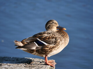 duck on the water