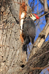 Grand pic, dryocopus pileatus, en situation d'alimentation