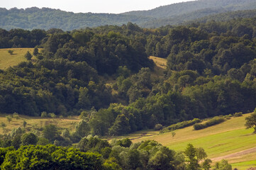 Widok oświetlonej polany z różnymi gatunkami drzew i zabudowaniami w ciepłych zielonych kolorach   © Monika