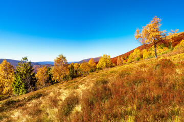 Fototapeta premium autumn in the mountains