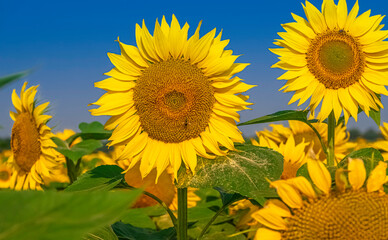 Fleurs de tournesols dans un champs avec la lumière du soleil.	