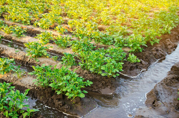 Irrigation the potato plantation. Providing farms and agro-industry with water resources. European farming. Agriculture and agronomy. Growing crops in arid regions. Watering of crops. Selective focus