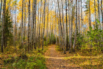 Alley of autumn birches