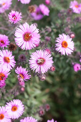 A bee on a purple New England aster flower against a background of leaves and home, countryside