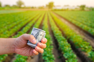 Dollar bills in the hands of a farmer on a background of plantation. Profit, income from agribusiness concept. Agricultural startups. Support and subsidies. Farm loans. Selective focus
