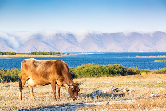 Brown cow against beautiful landscape with lake Sevan and mountains in Armenia