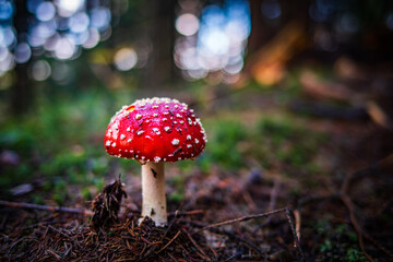 Fliegenpilz, Toadstool