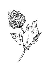 Drawing of a flowering clover. Illustration of a hand-drawn sketch in the style of a curved meadow clover with leaves and a black outline of a flower isolated on a white background for a design templa